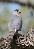 Cooper's Hawk